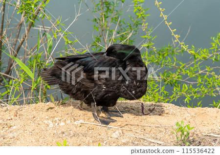 The Pomeranian or Pommern duck also known such as the Shetland duck and Swedish Blue duck The Pomeranian or Pommern duck also known such as the Shetland duck and Swedish Blue duck 115536422