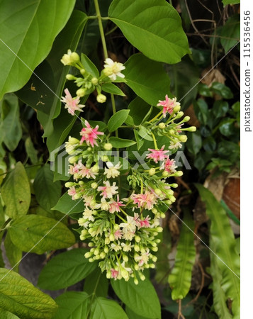 Rangoon Creeper's flowers blooming branch. Rangoon Creeper's flowers blooming branch. 115536456