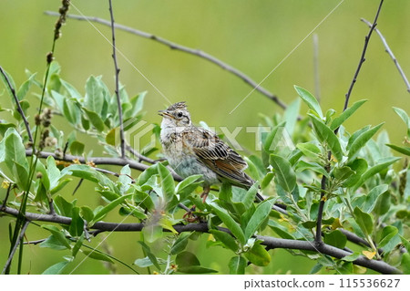 Skylark perched on a branch 115536627