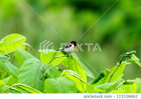 Stonechat perched on a leaf Stonechat perched on a leaf 115536662