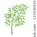 Simple bamboo watercolor style 115536910