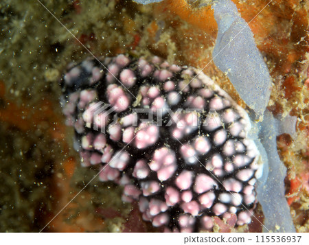 A carp slug in the sea with a lot of floating debris 115536937