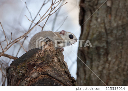 A flying squirrel sitting on a branch in a park in Hokkaido A flying squirrel sitting on a branch in a park in Hokkaido 115537014