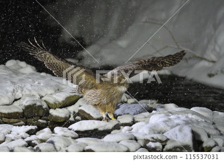 A Blakiston's Fishing Owl in a Snowy Stream in Rausu, Shiretoko Peninsula, Hokkaido A Blakiston's Fishing Owl in a Snowy Stream in Rausu, Shiretoko Peninsula, Hokkaido 115537031