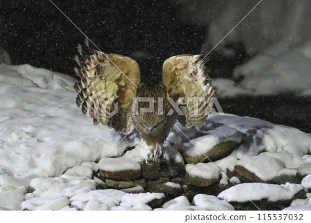 布萊基斯頓魚鴞在北海道知床半島羅臼積雪的溪流中捕魚 115537032