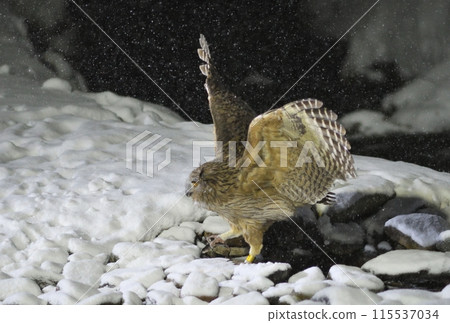 A Blakiston's Fishing Owl in a Snowy Stream in Rausu, Shiretoko Peninsula, Hokkaido A Blakiston's Fishing Owl in a Snowy Stream in Rausu, Shiretoko Peninsula, Hokkaido 115537034