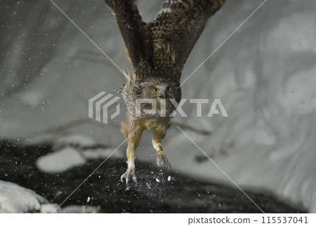A spotted owl takes off from a snow-covered stream in Rausu on the Shiretoko Peninsula in Hokkaido A spotted owl takes off from a snow-covered stream in Rausu on the Shiretoko Peninsula in Hokkaido 115537041