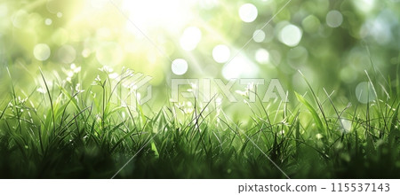 Closeup of Dewy Grass Blades in Morning Sunlight Closeup of Dewy Grass Blades in Morning Sunlight 115537143