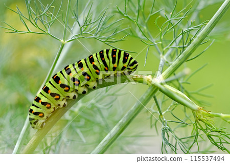 The larva of the yellowfin tuna 115537494