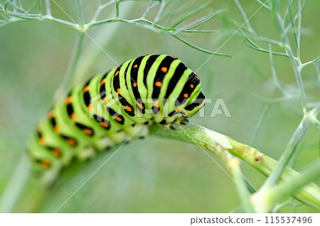 The larva of the yellowfin tuna 115537496