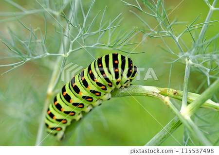 黃鰭金槍魚的幼蟲 115537498