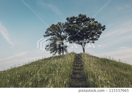 Two trees on a hill at sunset 115537665