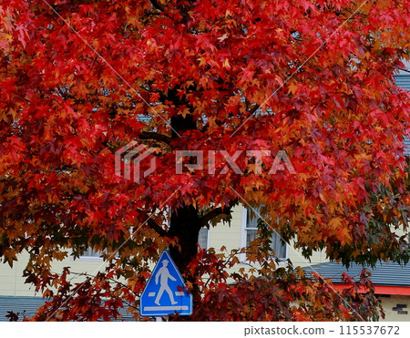 秋葉在鎮裡 115537672