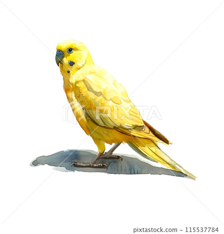 白色背景上虎皮鸚鵡的水彩插圖 115537784