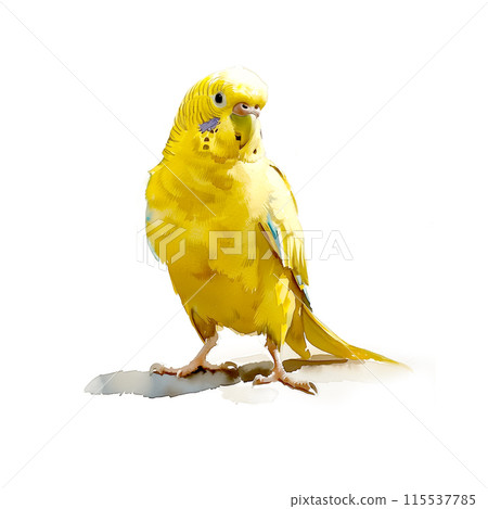 Watercolor illustration of a budgerigar on white background 115537785