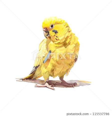 Watercolor illustration of a budgerigar on white background 115537786