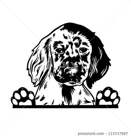 Peeking English Setter - Dog Breed, Puppy Breed Vector File, detailed vector 115537897