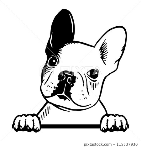 Peeking Bulldog - Dog Breed, Puppy Breed Vector File, detailed vector Peeking Bulldog - Dog Breed, Puppy Breed Vector File, detailed vector 115537930