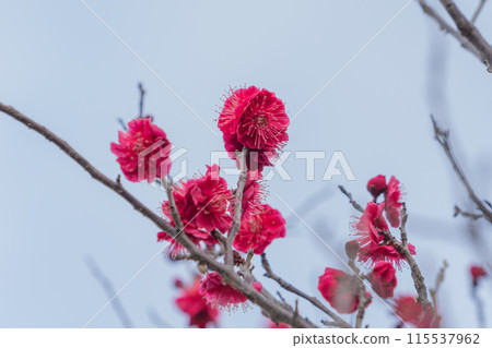 Red plum flower Red plum flower 115537962