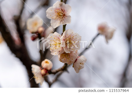 白梅花 白梅花 115537964