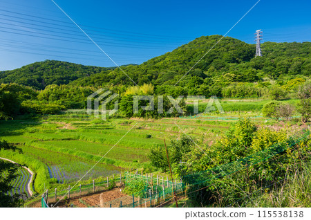 名古木的梯田、初夏的鄉村、梯田風光 名古木的梯田、初夏的鄉村、梯田風光 115538138
