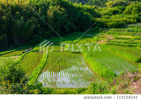 名古木的梯田、初夏的鄉村、梯田風光 115538142