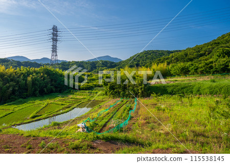 名古木的梯田、初夏的鄉村、梯田風光 115538145