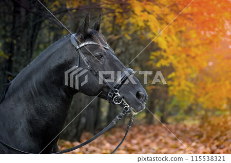 riding girl and horse 115538321