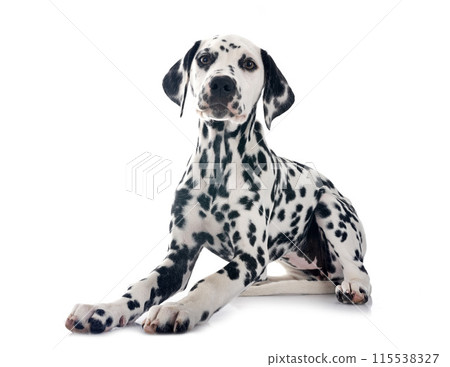 puppy dalmatian in studio puppy dalmatian in studio 115538327