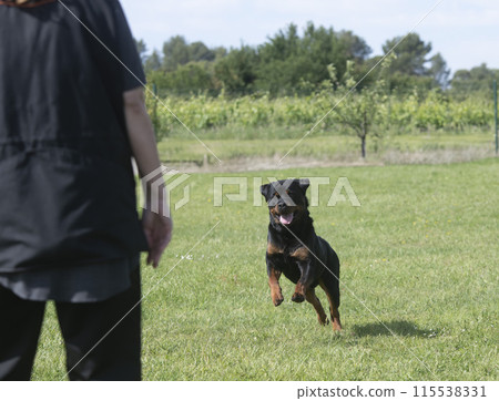 rottweiler training for competition 115538331