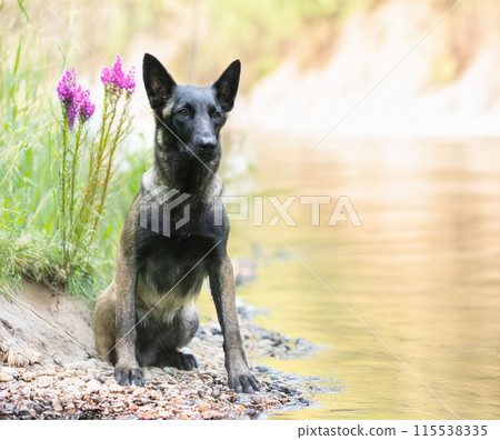 belgian shepherd in nature belgian shepherd in nature 115538335