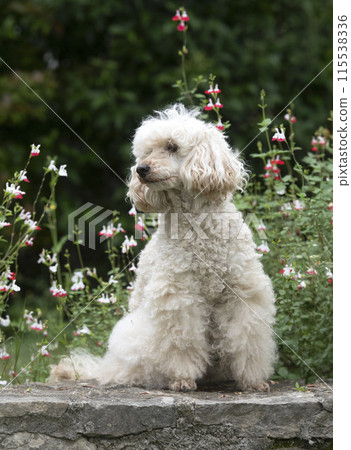 poodle in nature poodle in nature 115538336
