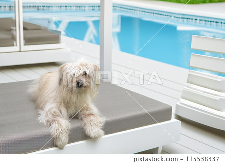 Pyrenean Sheepdog in nature Pyrenean Sheepdog in nature 115538337