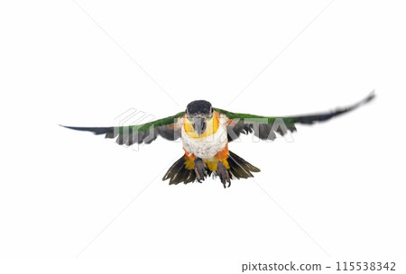 Black-headed parrot in studio Black-headed parrot in studio 115538342