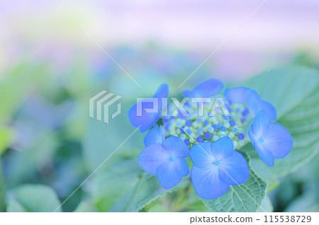Blue hydrangea - rainy season image Blue hydrangea - rainy season image 115538729