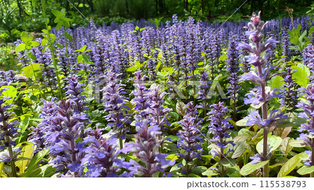 Close-up shot purple flowers of lush blooming Blue bugle or Ajuga reptans ornamental plant blooms all over flowerbed in spring garden at sunny day. With no people springtime season natural background. Close-up shot purple flowers of lush blooming Blue bugle or Ajuga reptans ornamental plant blooms all over flowerbed in spring garden at sunny day. With no people springtime season natural background. 115538793
