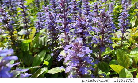 Extreme closeup shot purple flowers of lush blooming Bugleweed or Ajuga reptans ornamental plant blooms all over flowerbed in spring garden at sunny day. With no people springtime natural background. 115538794