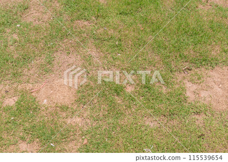 Dead grass of the nature background. a patch is caused by the destruction of fungus 115539654