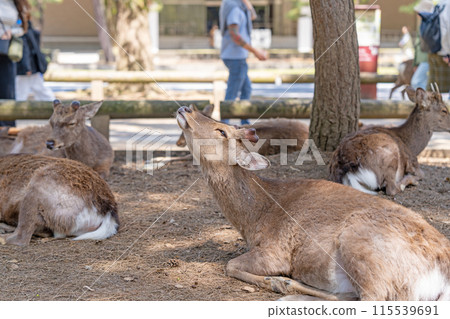 奈良公園的鹿 奈良公園的鹿 115539691