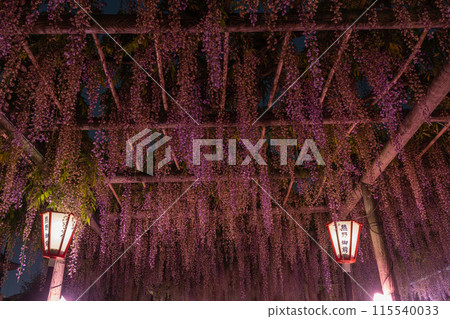 磐田市（靜岡縣）夜間照明的熊野長藤下方的紫藤架，國家天然紀念物 115540033