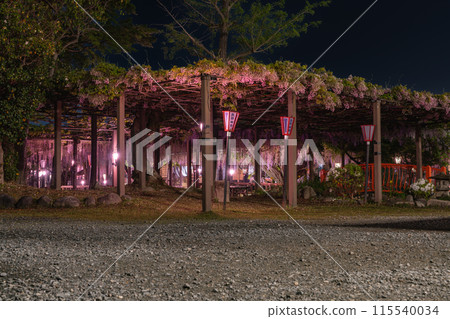 夜晚的岩田市(靜岡縣)國家天然紀念物熊野長藤外部的燈光景觀 夜晚的岩田市(靜岡縣)國家天然紀念物熊野長藤外部的燈光景觀 115540034