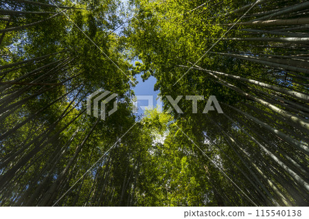 <Chiba Prefecture> Hilfiger Hill (Sakura) 115540138