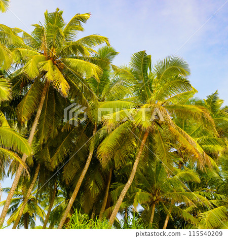 Palm trees against blue sky 115540209