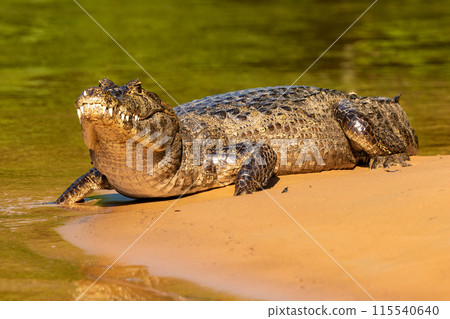 Caiman Basking on a Sandbank in the Cuiaba River in The Pantanal, Brazil 115540640