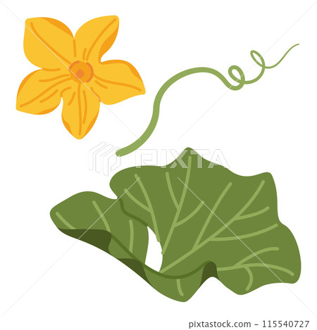 Pumpkin leaf, flower and vines plant. Hand drawn trendy flat style isolated Pumpkin leaf, flower and vines plant. Hand drawn trendy flat style isolated 115540727