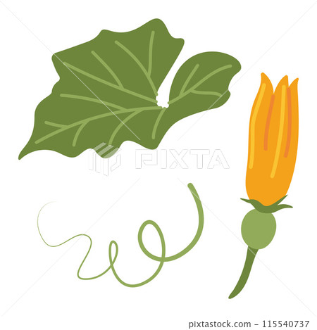 Pumpkin leaf, flower and vines plant. Hand drawn trendy flat style isolated Pumpkin leaf, flower and vines plant. Hand drawn trendy flat style isolated 115540737