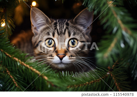A small curious tabby kitten plays on the top of the Christmas tree. A small kitten among the branches of a festive Christmas tree. New Year's celebration. Funny Christmas pets. Pets during the 115540978