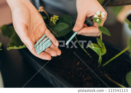 Close up of Female gardener hands adding houseplants fertilizer soil chopsticks to pot. Caring of home green plants indoors 115541113