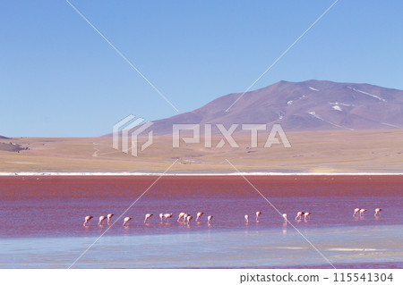Laguna Colorada flamingos, Bolivia 115541304