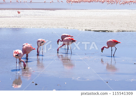 Laguna Hedionda flamingos, Bolivia Laguna Hedionda flamingos, Bolivia 115541309